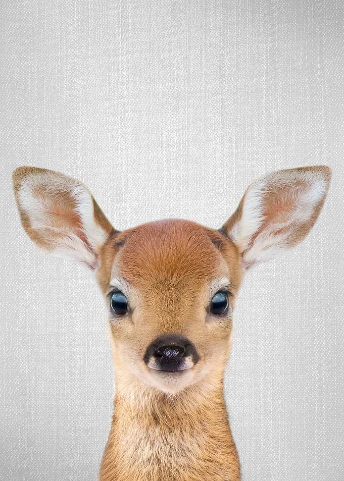 Baby Deer Colorful