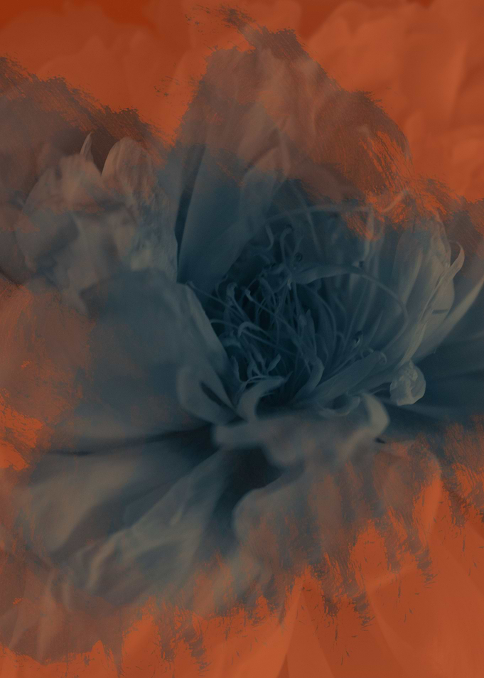 Peonies flowers
