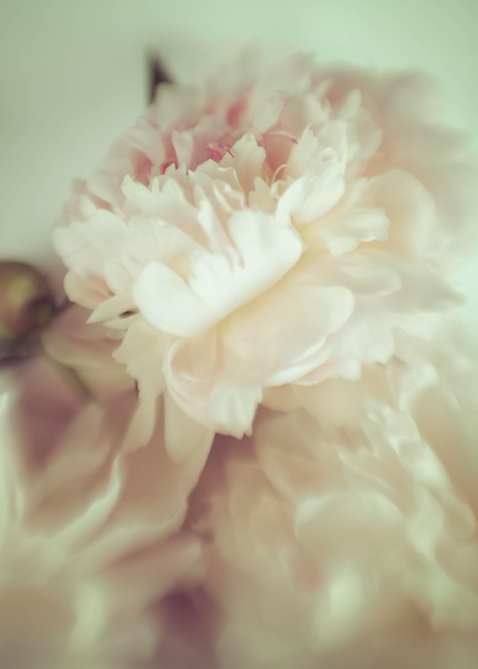 Peonies flowers