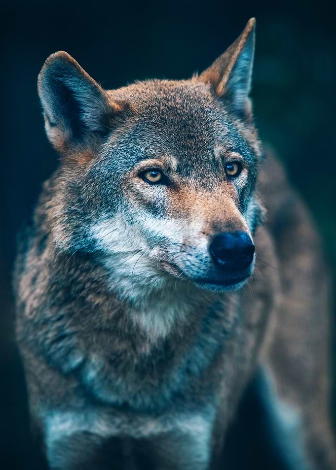Lone Wolf