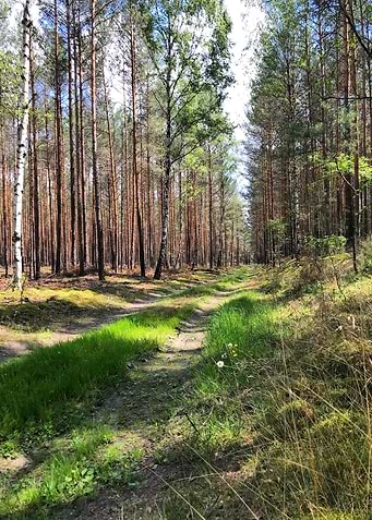 Forest Trail