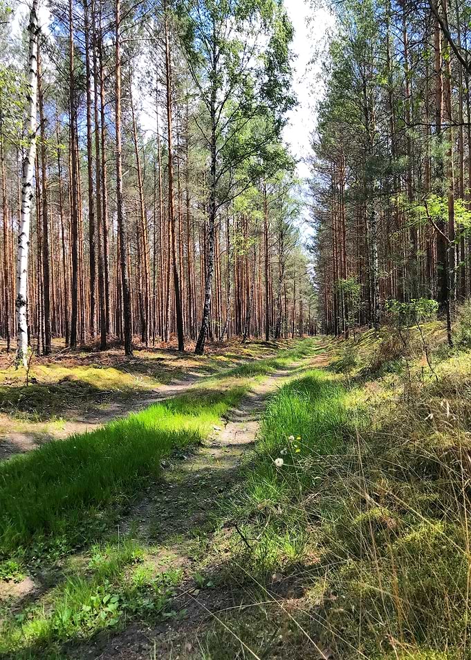 Forest Trail