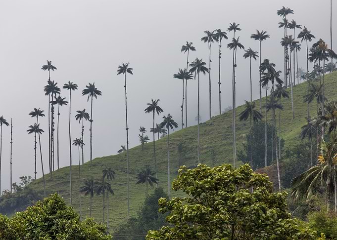 Cocora 6