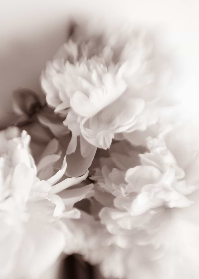 Peonies flowers