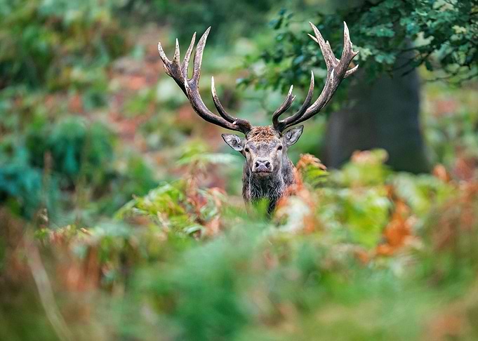 Autumn Deer