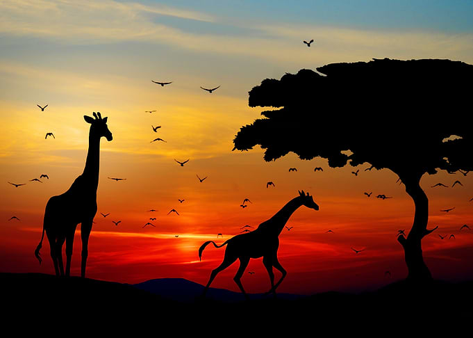 Giraffes in sunset