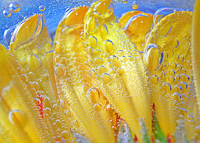 Bubble And Fizz