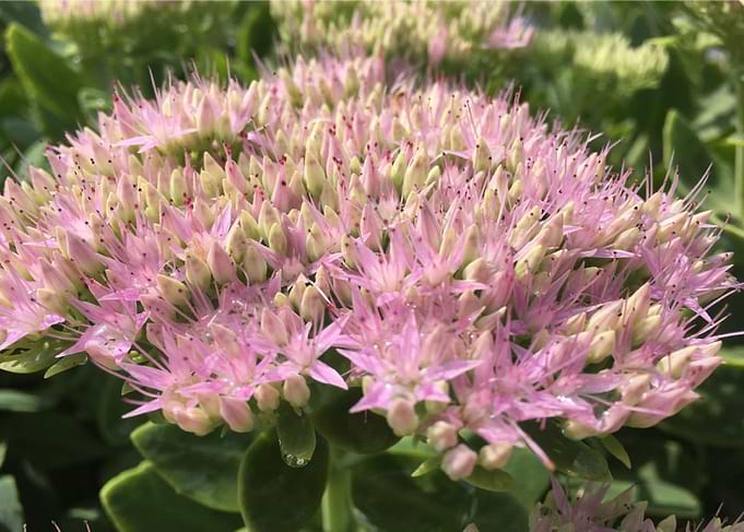 Flowering Beauty