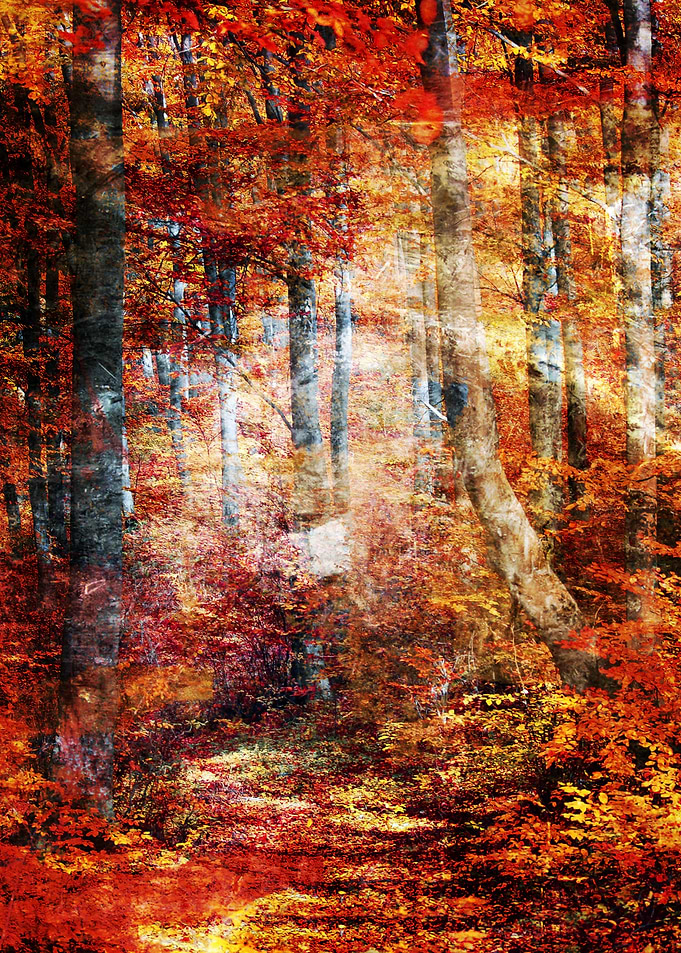Forest IV