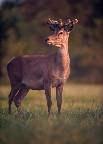 Golden Hour