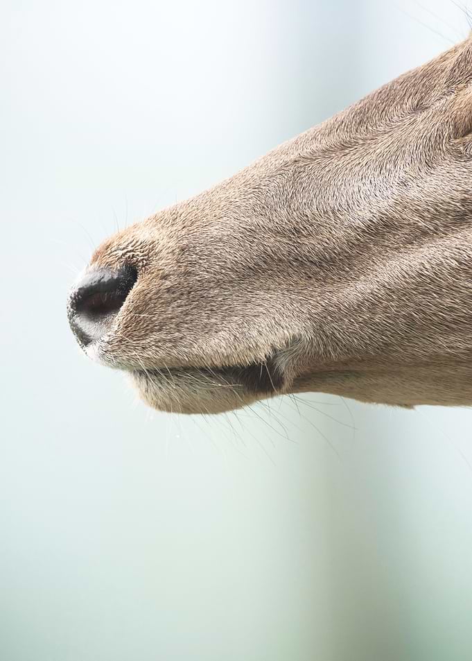 Good Nose