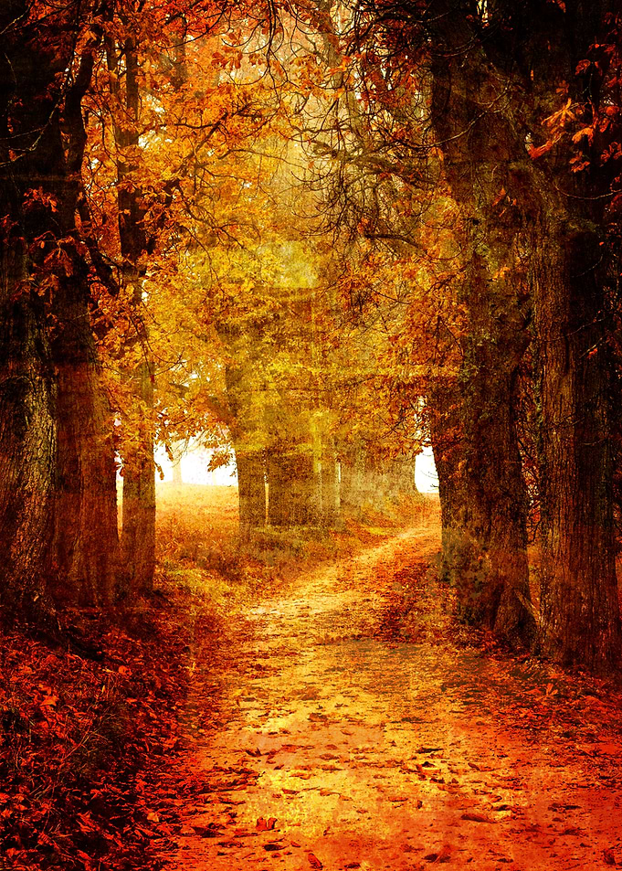 Forest III