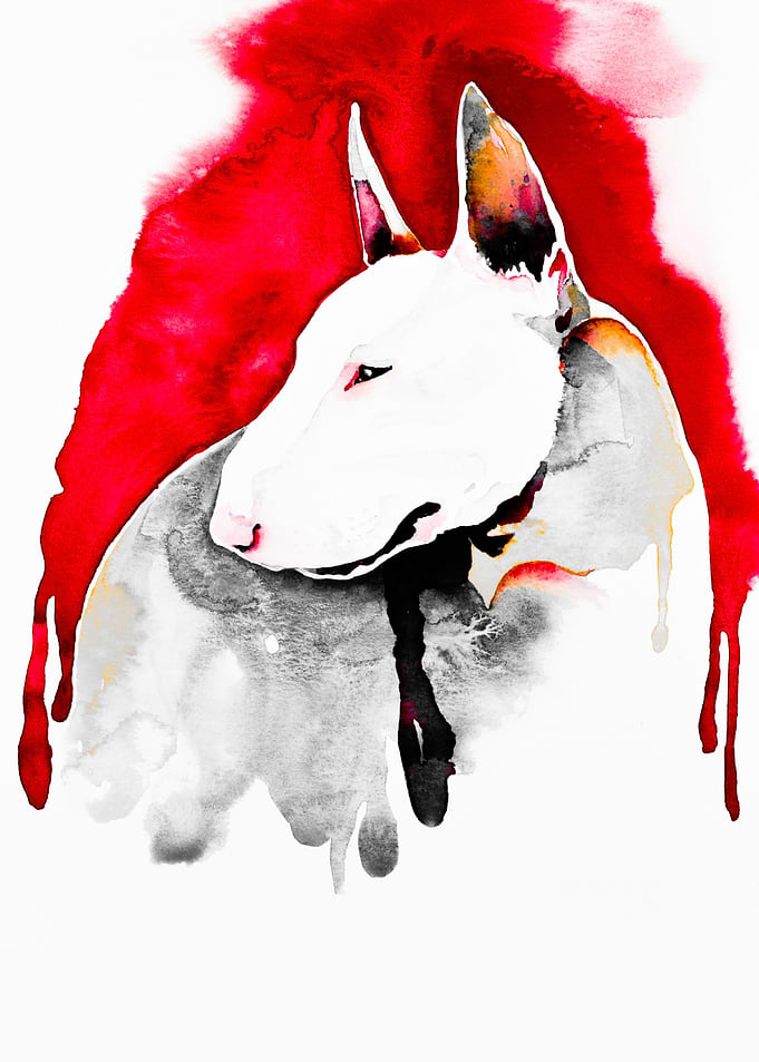 White Bull Terrier