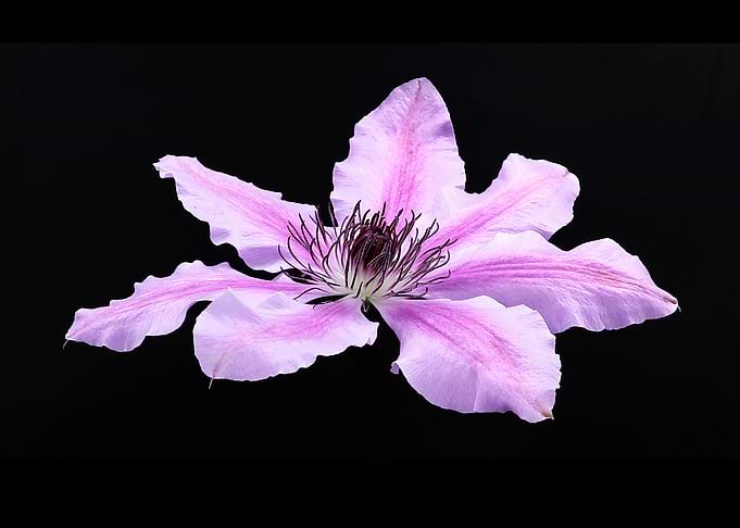 Clematis