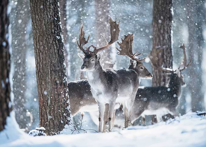 Snowfall 2