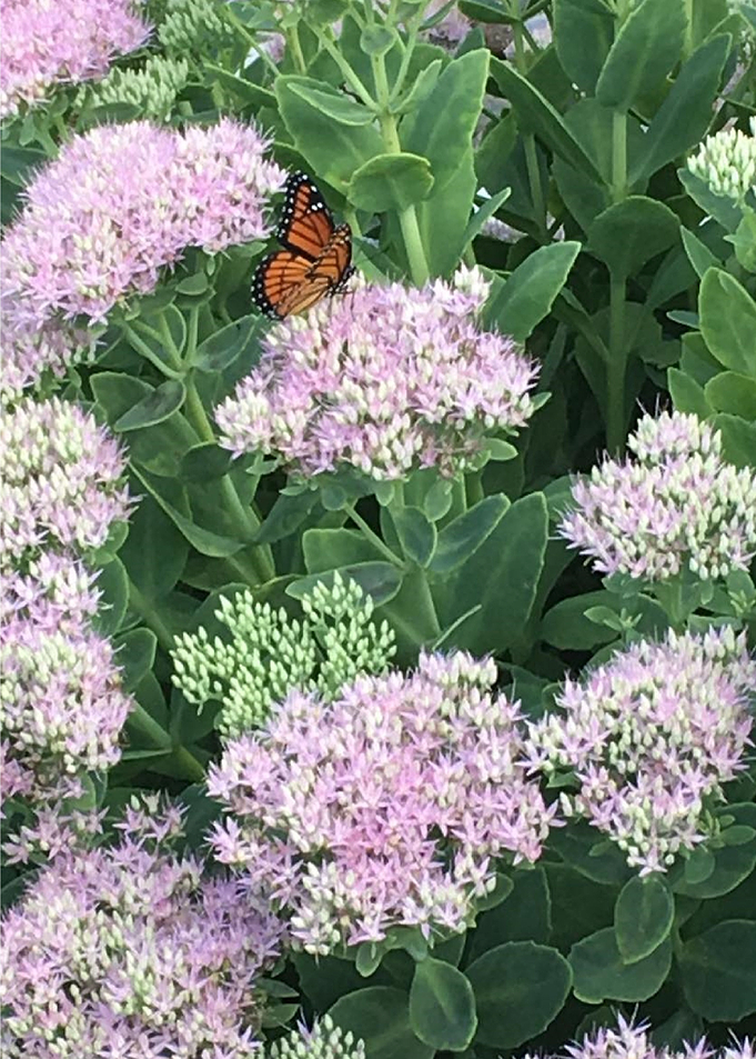 Satiated Monarch