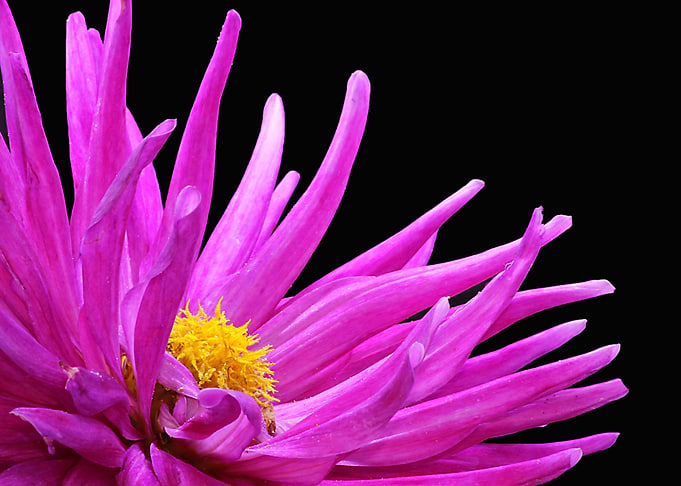 Pink Dahlia - Close Up!