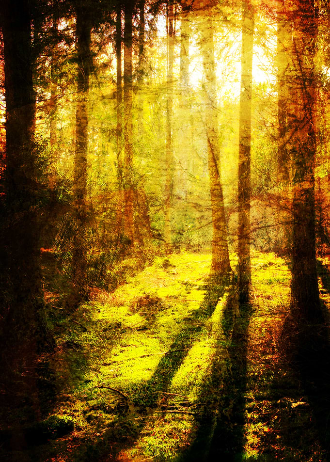 Forest II