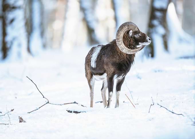 Cold Fur
