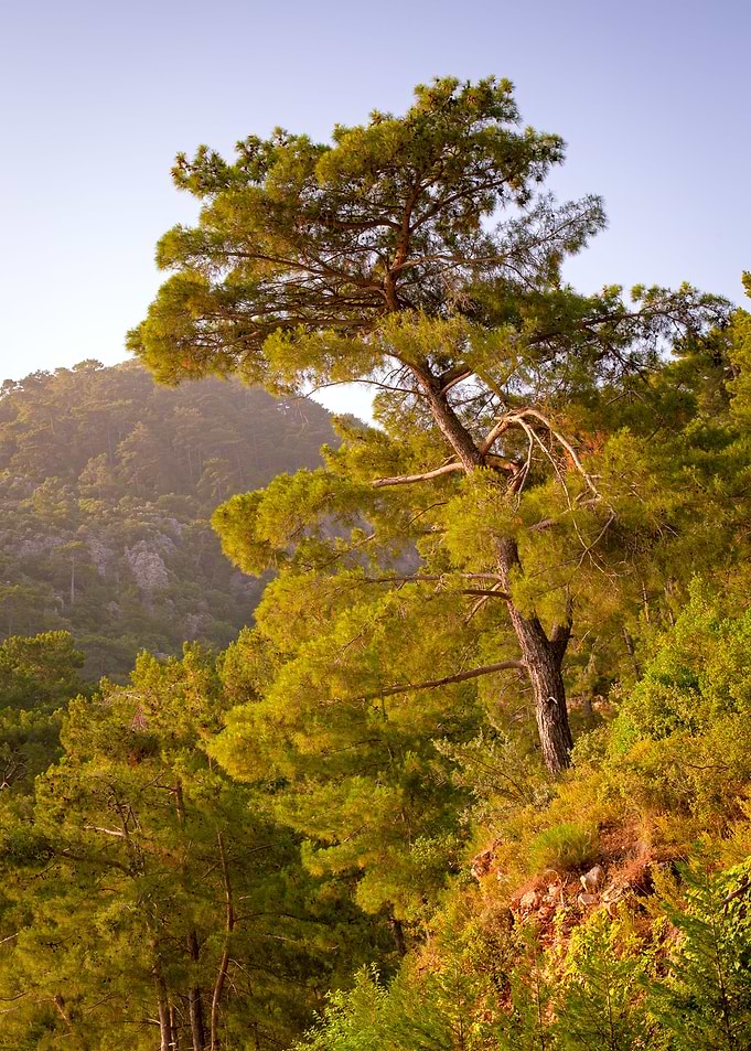 Pine tree at the top