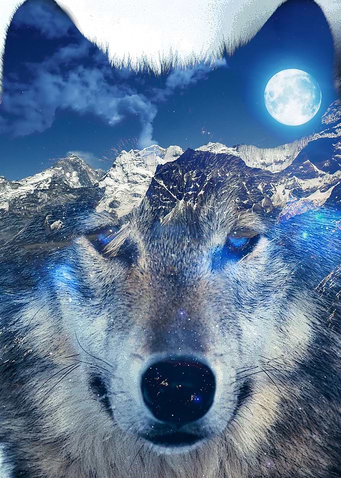MOUNTAIN WOLF
