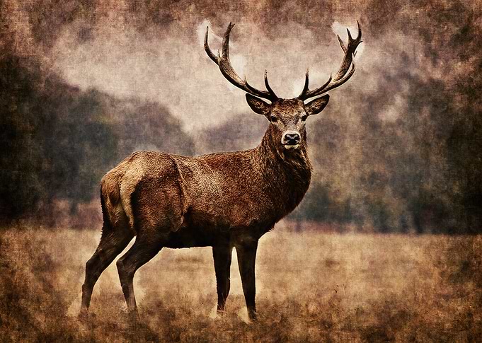 Deer 3