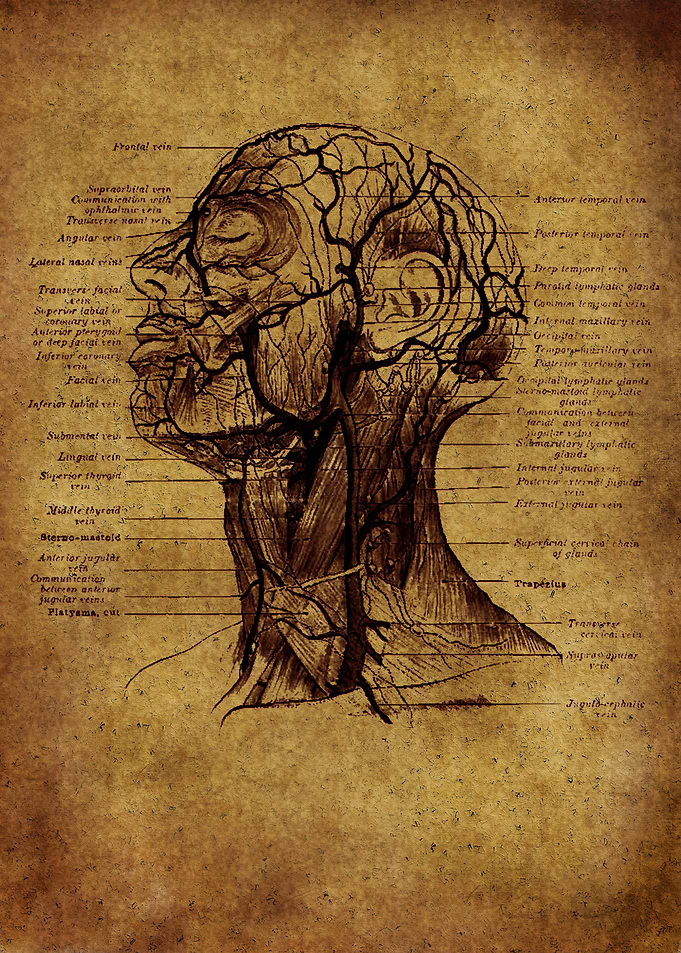 Anatomic 4