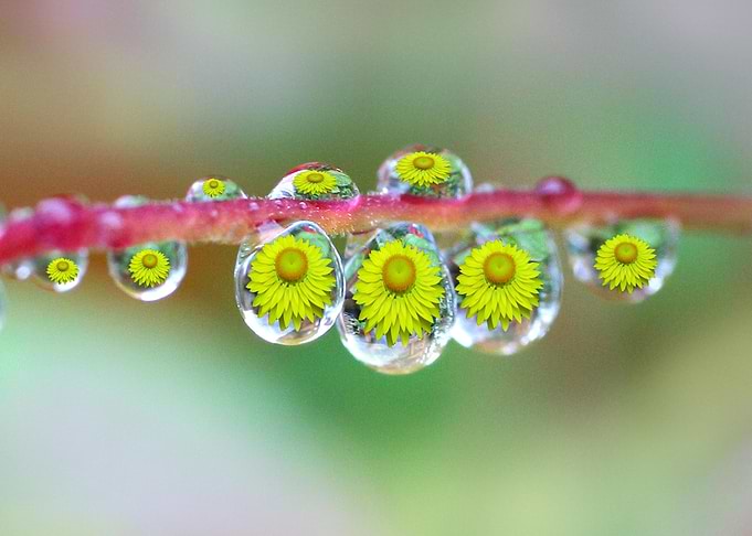 Raindrops