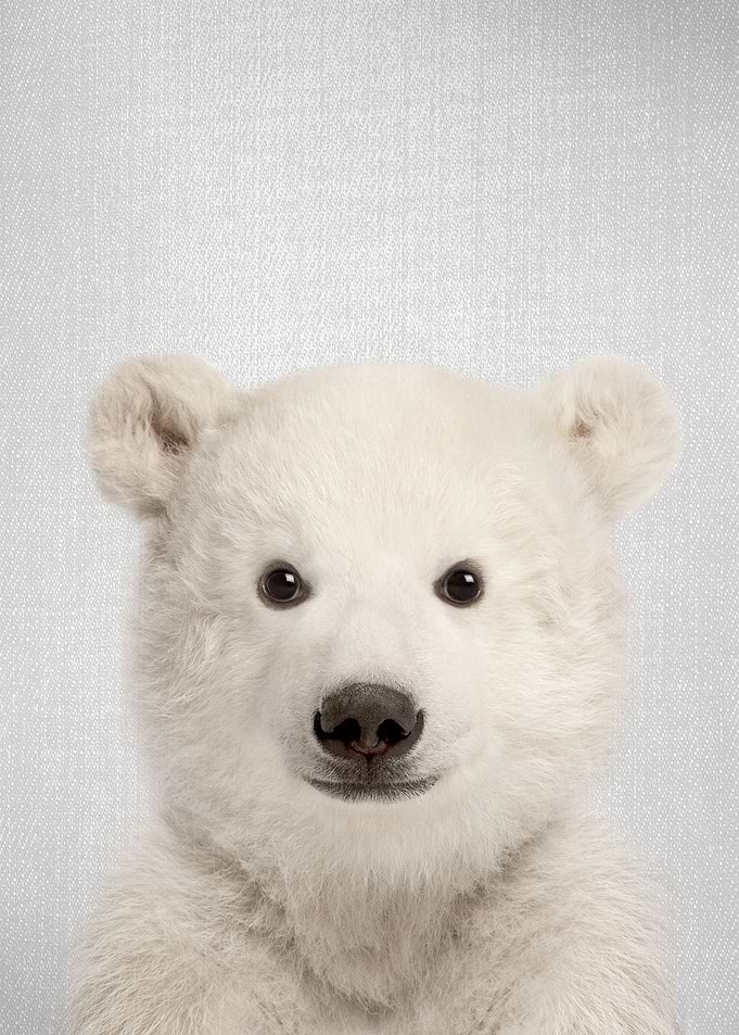 Baby Polar Bear Colorful