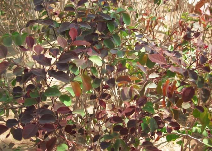 Beautiful leaves