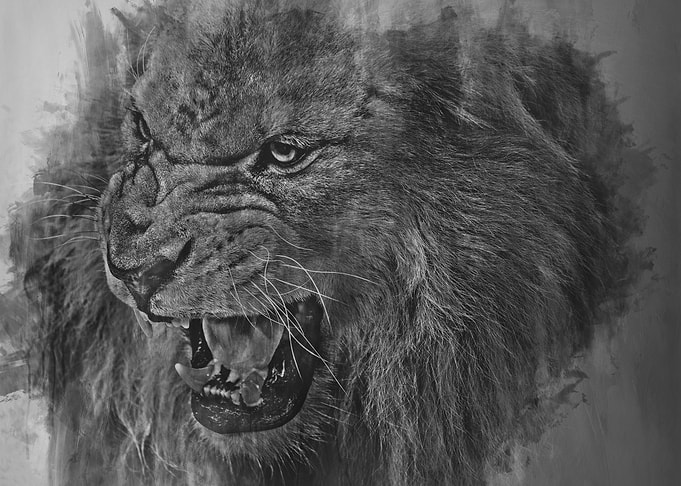 Lion in Black and White