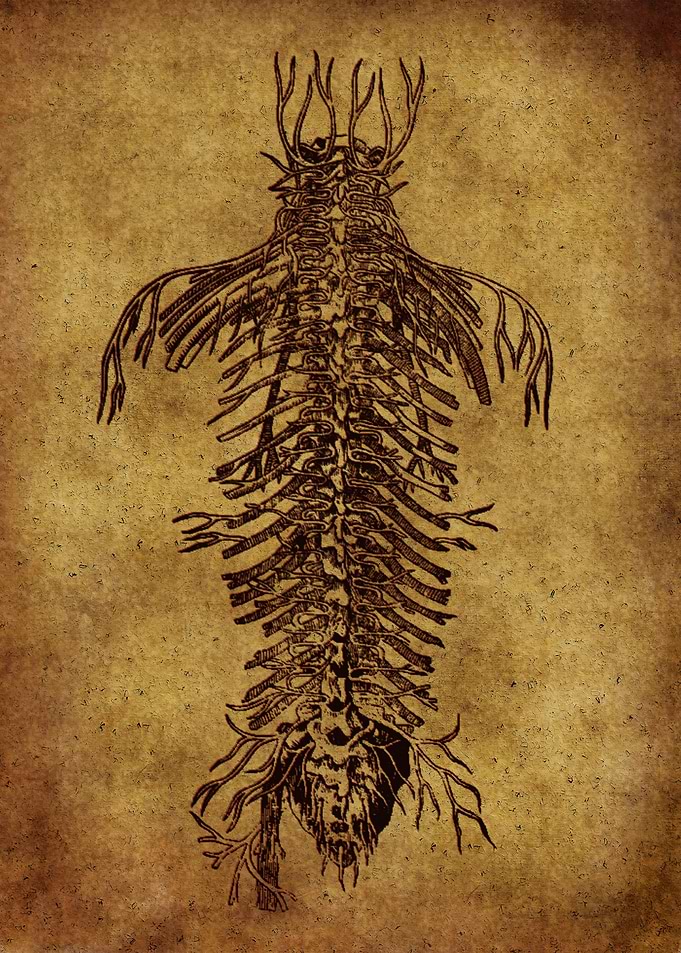 Anatomic89