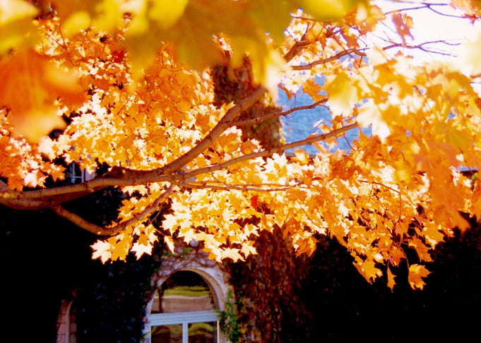 Autumn Leaves