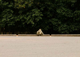 Siem Reap Monkey