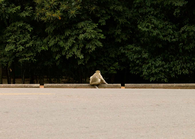 Siem Reap Monkey