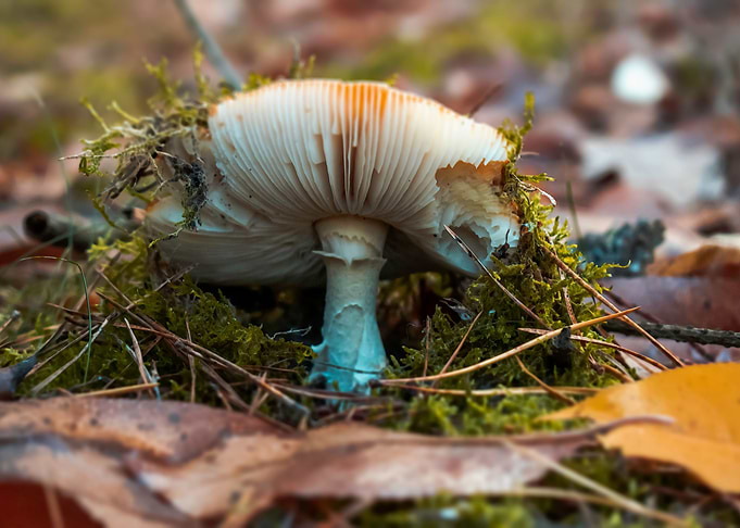 Amanita