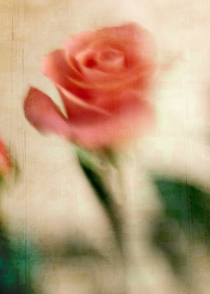 Abstract pink rose