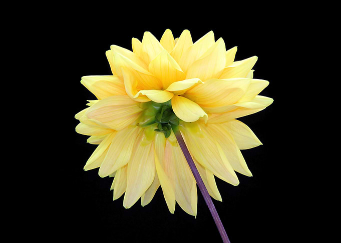 Yellow Dahlia