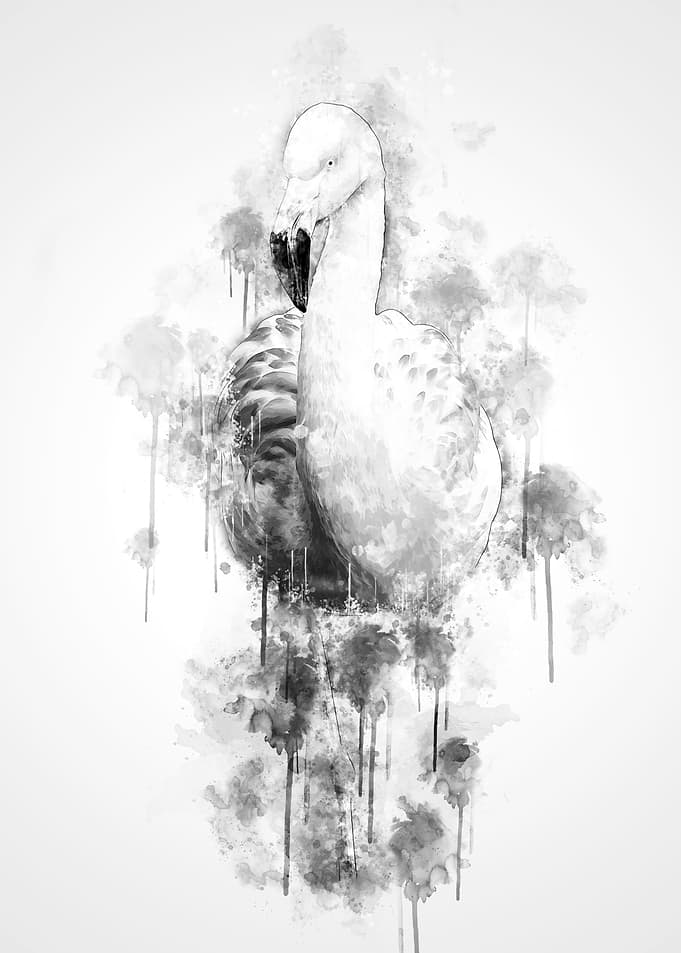 Flamingo Black and White