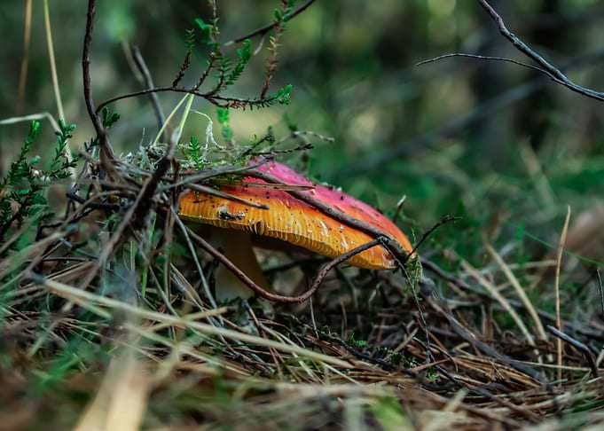 Amanita