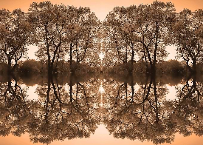 Trees