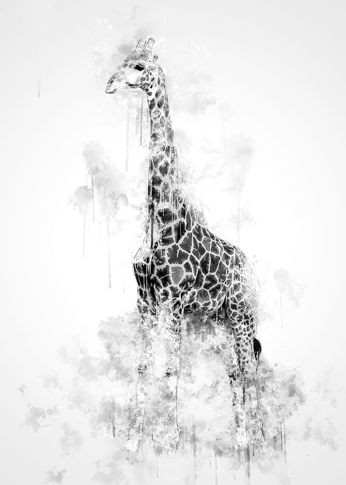 Giraffe Black and White
