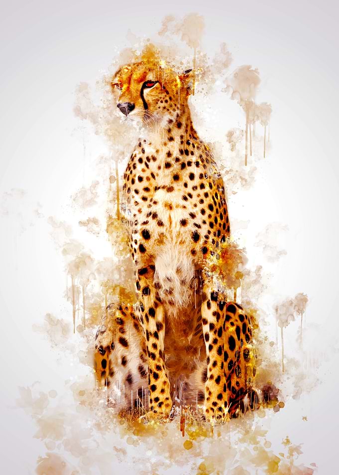 Cheetah