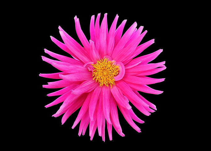 Pink Dahlia