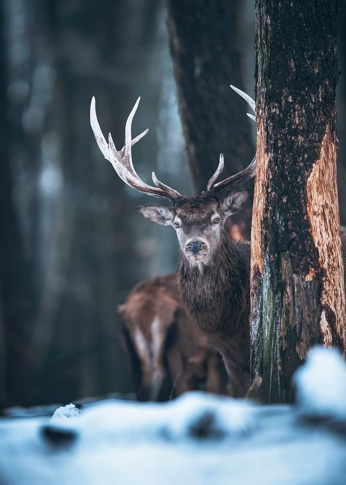 Curious