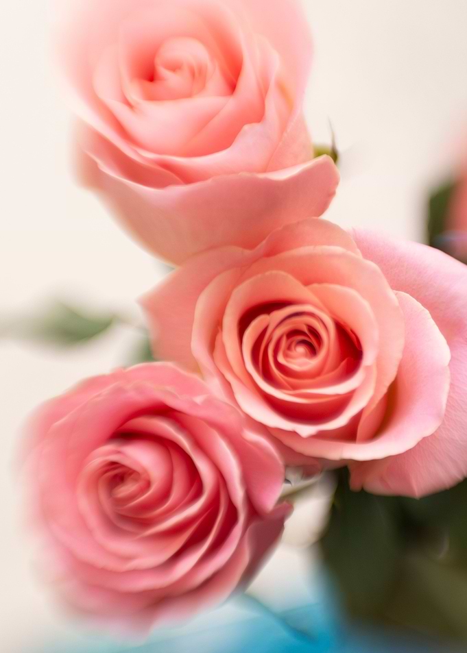 Abstract pink rose