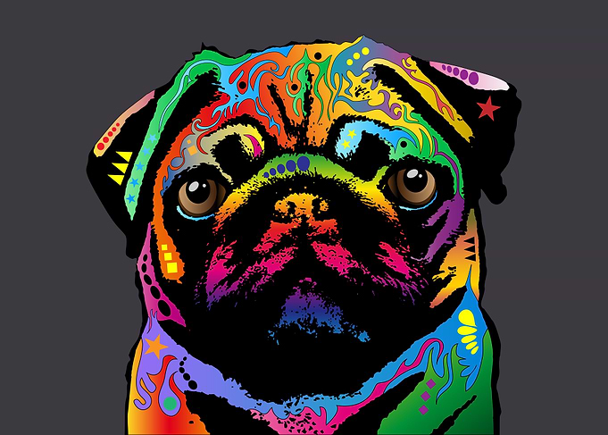 Pug Dog