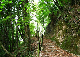 Forest trail