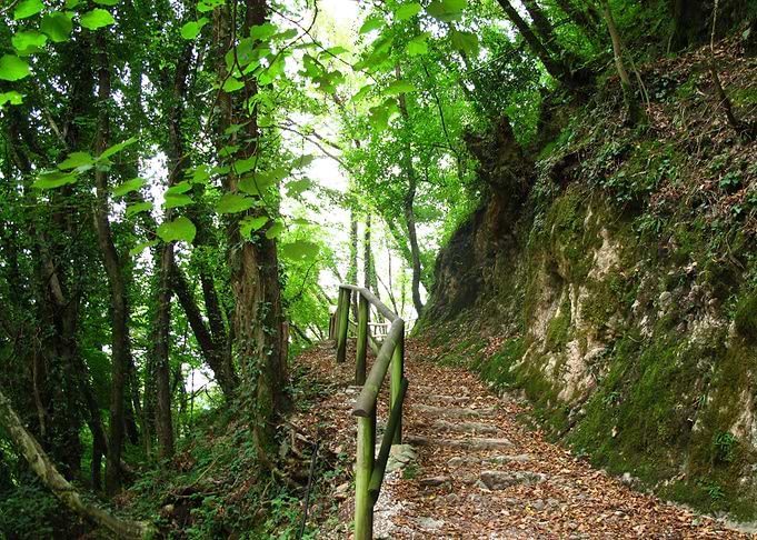 Forest trail