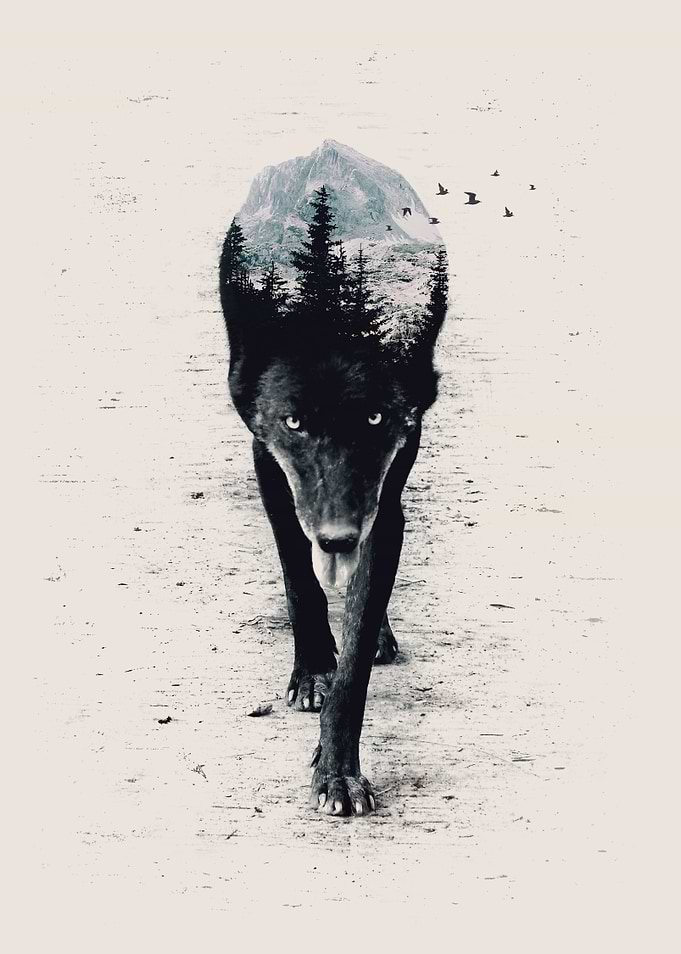 Into the Forest